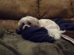 Toby snuggled up on the couch!