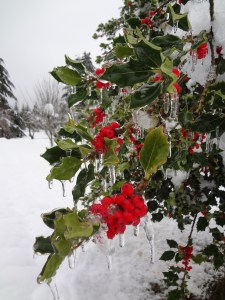 Ice on holly!