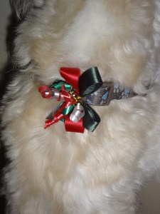 3 - A Christmas bow on Toby's collar! 