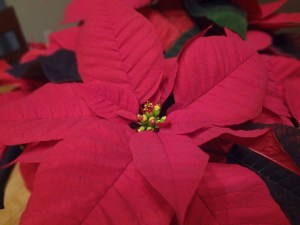 5 - Yep, I'm a sucker for a band fundraiser!