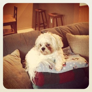 Happy 3rd Birthday, Toby!