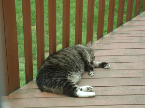 Sleeping on the deck! 