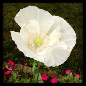 Belle - A very ugly plant that bloomed into a beautiful flower this weekend!