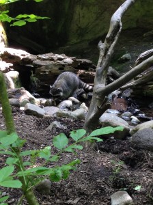 I felt like this blog should include an animal picture