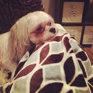 Toby finally got a haircut since he couldn't see out of his eyes anymore. Now he looks like a rat dog!