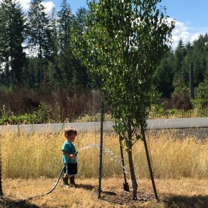 Helping water the fruit trees