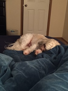 Owen has been sleeping in this week and Toby doesn't seem to mind the extra down time. This was Sunday morning while I was waiting for Owen to get up.