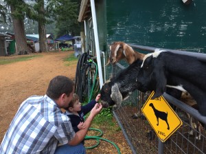 Feeding and petting the goats